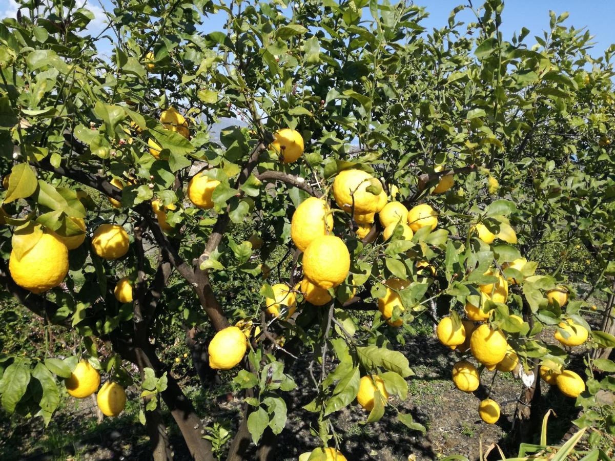 הוילה מסקלי Il Limoneto Di Leo מראה חיצוני תמונה